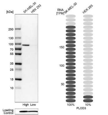 Western Blot: PLOD3 Antibody [NBP1-81307] - Analysis in human cell lines SK-MEL-30 and HEK293 using Anti-PLOD3 antibody. Corresponding PLOD3 RNA-seq data are presented for the same cell lines. Loading control: Anti-PFN1.