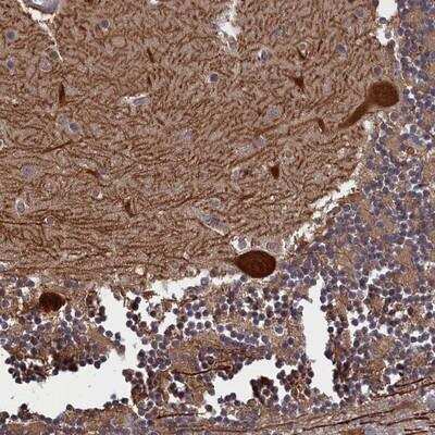 Immunohistochemistry: PLP2 Antibody [NBP1-89331] - Staining of human cerebellum shows strong cytoplasmic positivity in Purkinje cells.