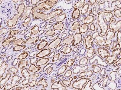 Immunohistochemistry: PLP2 Antibody [NBP3-06290] - Immunochemical staining of human PLP2 in human kidney with rabbit polyclonal antibody at 1:100 dilution, formalin-fixed paraffin embedded sections.