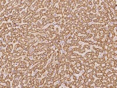 Immunohistochemistry-Paraffin: PLP2 Antibody [NBP3-06290] - Immunochemical staining of human PLP2 in human liver with rabbit polyclonal antibody at 1:100 dilution, formalin-fixed paraffin embedded sections.