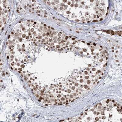 Immunohistochemistry-Paraffin: PLRG1 Antibody [NBP1-87225] - Staining of human testis shows strong nuclear positivity in cells in seminiferus ducts.