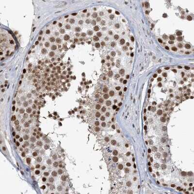 Immunohistochemistry-Paraffin: PLRG1 Antibody [NBP2-48650] - Staining of human testis shows strong nuclear and cytoplasmic positivity in cells in seminiferus ducts.