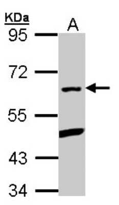 Western Blot: PLRG1 Antibody [NBP1-31265] - Sample (30 ug of whole cell lysate) A: Hep G2 7. 5% SDS PAGE; antibody diluted at 1:1000.