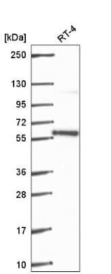 Western Blot: PLRG1 Antibody [NBP2-56917] - Western blot analysis in human cell line RT-4.
