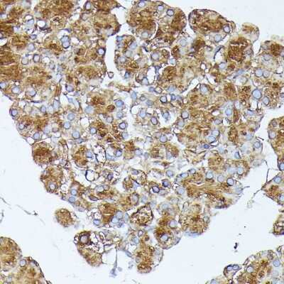 Immunohistochemistry-Paraffin: PLRP1 Antibody [NBP2-94066] - Paraffin-embedded rat pancreas using PLRP1 .