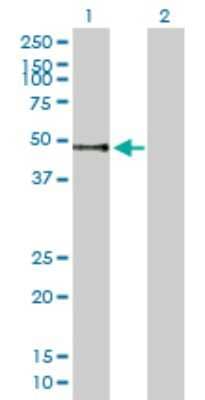 Western Blot: PLRP1 Antibody [H00005407-B01P] - Analysis of PNLIPRP1 expression in transfected 293T cell line by PNLIPRP1 polyclonal antibody.  Lane 1: PNLIPRP1 transfected lysate(51.37 KDa). Lane 2: Non-transfected lysate.