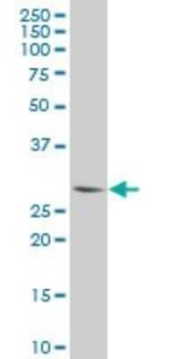 Western Blot: PLSCR3 Antibody (2C8) [H00057048-M09] - Analysis of PLSCR3 expression in HL-60 (Cat # L014V1).