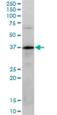 Western Blot: PLSCR3 Antibody (4F5) [H00057048-M04] - Analysis of PLSCR3 expression in PC-12 (Cat # L012V1).