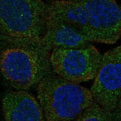 Immunocytochemistry/Immunofluorescence: PLSCR3 Antibody [NBP2-57329] - Staining of human cell line A-431 shows localization to mitochondria.