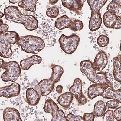 Immunohistochemistry: PLSCR3 Antibody [NBP2-49560] - Staining of human placenta shows strong cytoplasmic positivity in trophoblastic cells.