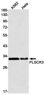 Western Blot: PLSCR3 Antibody (S02-1B9) [NBP3-19595] - Western blot detection of PLSCR3 in K562, Hela cell lysates using NBP3-19595 (1:1000 diluted). Predicted band size: 32kDa. Observed band size: 32kDa.