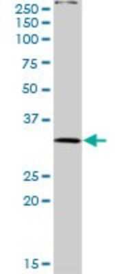Western Blot: PLSCR3 Antibody [H00057048-D01P] - Analysis of PLSCR3 expression in human pancreas.