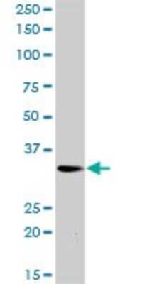 Western Blot: PLSCR3 Antibody [H00057048-D01P] - Analysis of PLSCR3 expression in mouse brain.