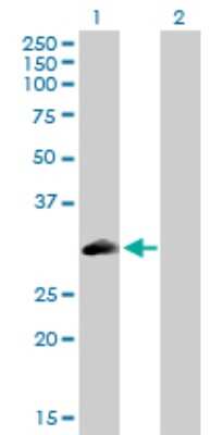 Western Blot: PLSCR3 Antibody [H00057048-D01P] - Analysis of PLSCR3 expression in transfected 293T cell line by PLSCR3 polyclonal antibody.Lane 1: PLSCR3 transfected lysate(31.70 KDa).Lane 2: Non-transfected lysate.