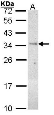 Western Blot: PLSCR3 Antibody [NBP1-33072] - Sample (30 ug of whole cell lysate) A: H1299 12% SDS PAGE; antibody diluted at 1:1000.