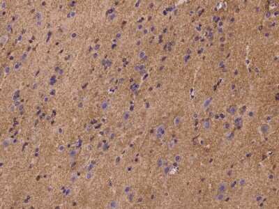 Immunohistochemistry-Paraffin: PLSCR4 Antibody [NBP2-97270] - Immunochemical staining of human PLSCR4 in human brain with rabbit polyclonal antibody at 1:100 dilution, formalin-fixed paraffin embedded sections.