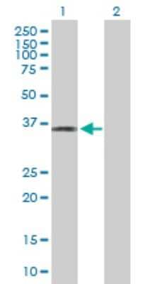 Western Blot: PLSCR4 Antibody [H00057088-B01P] - Analysis of PLSCR4 expression in transfected 293T cell line by PLSCR4 polyclonal antibody.  Lane 1: PLSCR4 transfected lysate(36.19 KDa). Lane 2: Non-transfected lysate.
