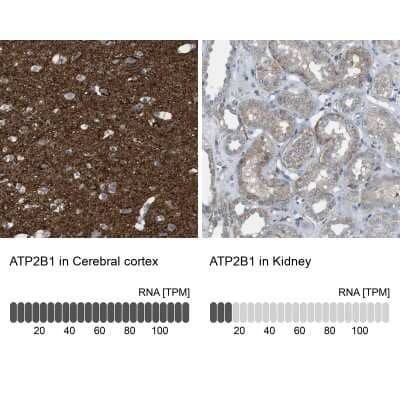 Immunohistochemistry-Paraffin: PMCA1 Antibody [NBP1-87260] - Staining in human cerebral cortex and kidney tissues using anti-ATP2B1 antibody. Corresponding ATP2B1 RNA-seq data are presented for the same tissues.