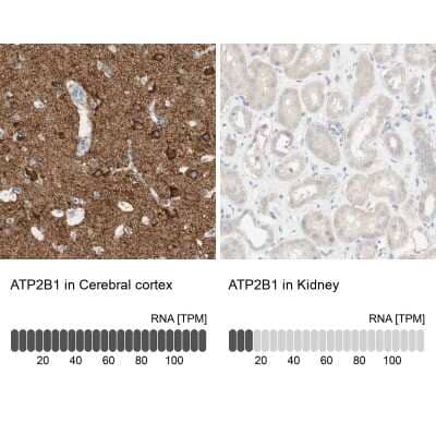 Immunohistochemistry-Paraffin: PMCA1 Antibody [NBP1-87261] - Staining in human cerebral cortex and kidney tissues using anti-ATP2B1 antibody. Corresponding ATP2B1 RNA-seq data are presented for the same tissues.