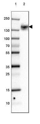 <b>Orthogonal Strategies Validation. </b>Western Blot: PMCA1 Antibody [NBP1-87261] - Lane 1: Marker  [kDa] 230, 130, 95, 72, 56, 36, 28, 17, 10.  Lane 2: Human Cerebral Cortex tissue.