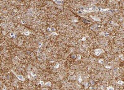 Immunohistochemistry-Paraffin: PMCA3 Antibody [NBP1-87259] - Staining of human cerebral cortex shows moderate to strong positivity in neuronal processes.