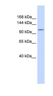 Western Blot: PMCA3 Antibody [NBP1-59426] - Human Heart lysate, concentration 0.2-1 ug/ml.