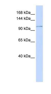 Western Blot: PMCA3 Antibody [NBP1-59465] - Human Placenta lysate, concentration 0.2-1 ug/ml.