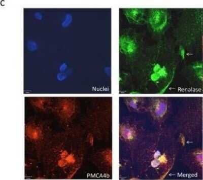 Immunocytochemistry/Immunofluorescence: PMCA4 Antibody (2G8) [H00000493-M07] - Identification of plasma membrane calcium ATPase isoform PMCA4b as a renalase binding protein. Co-immunolocalization of PMCA4b and renalase in HK-2 cells, images acquired using a Zeiss laser scanning confocal microscope, scale bar = 9 um; arrow = plasma membrane. Image collected and cropped by CiteAb from the following publication (//dx.plos.org/10.1371/journal.pone.0122932), licensed under a CC-BY license.