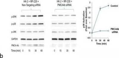 Western Blot: PMCA4 Antibody (2G8) [H00000493-M07] - PMCA4b inhibition abrogates renalase peptide mediated MAPK signaling and cytoprotection. siRNA mediated inhibition of PMCA4b expression downregulates RP-220 mediated MAPK signaling; left panel: RP-220 mediated ERK and p38 activation in HK-2 cells transfected with non-targeting siRNA, p = phosphorylated, representative immunoblot; middle panel: Inhibition of RP-220 mediated ERK and p38 activation in HK-2 cells transfected with PMCA4b siRNA, representative blot; right panel: quantification of phosphorylated ERK (p-ERK), signals normalized to glyceraldehyde 3-phosphate dehydrogenase (GAPDH) loading control; n = 3, * = P<0.05. Image collected and cropped by CiteAb from the following publication (//dx.plos.org/10.1371/journal.pone.0122932), licensed under a CC-BY license.