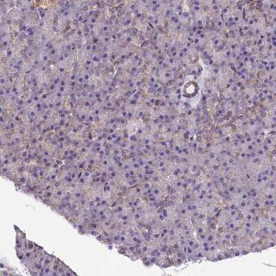 Immunohistochemistry-Paraffin: PMCA4 Antibody [NBP2-31984] - Staining of human pancreas shows low expression as expected.