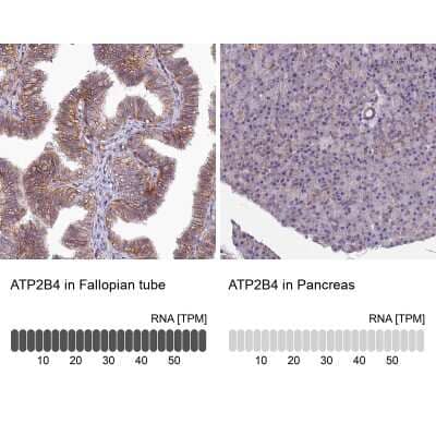 <b>Orthogonal Strategies Validation. </b>Immunohistochemistry-Paraffin: PMCA4 Antibody [NBP2-31984] - Staining in human fallopian tube and pancreas tissues using anti-ATP2B4 antibody. Corresponding ATP2B4 RNA-seq data are presented for the same tissues.