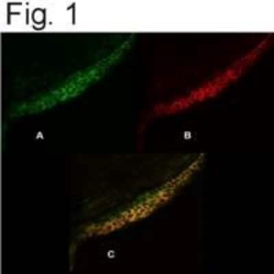 Immunocytochemistry/Immunofluorescence: PMCA4 Antibody (JA9) [NB300-569] - Immunolocalization of (A) PMCA4 (green), (B) CaSRO (red), and (C) Merged image.