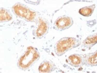 Immunohistochemistry-Paraffin: PMEL17/SILV Antibody (HMB45) - Azide and BSA Free [NBP2-34638] - Formalin-fixed, paraffin-embedded human testis stained with gp100/Melanosome Monoclonal Antibody (HMB45).