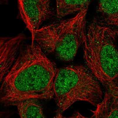 Immunocytochemistry/Immunofluorescence: PMF1 Antibody [NBP2-56734] - Staining of human cell line HEK 293 shows localization to nucleoplasm.