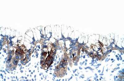 Immunohistochemistry: PMF1 Antibody [NBP2-85503] - Human Stomach