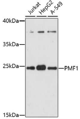Western Blot: PMF1 Antibody [NBP2-93074] - Analysis of extracts of various cell lines, using PMF1 at 1:1000 dilution. Secondary antibody: HRP Goat Anti-Rabbit IgG (H+L) at 1:10000 dilution. Lysates/proteins: 25ug per lane. Blocking buffer: 3% nonfat dry milk in TBST. Detection: ECL Basic Kit . Exposure time: 90s.