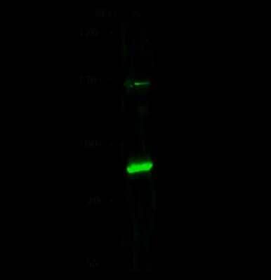 Western Blot: PML Protein Antibody [NBP2-98823] - Anti-PML Protein rabbit polyclonal antibody at 1:500 dilution. Lane A: A549 Whole Cell Lysate. Lysates/proteins at 30 ug per lane. Secondary Goat Anti- Rabbit  IgG H&L (Dylight 800)  at 1/10000 dilution. Developed using the Odyssey technique. Performed under reducing conditions. Predicted band size: 48-98 kDa. Observed band size: 85 kDa (We are unsure as to the identity of these extra bands).