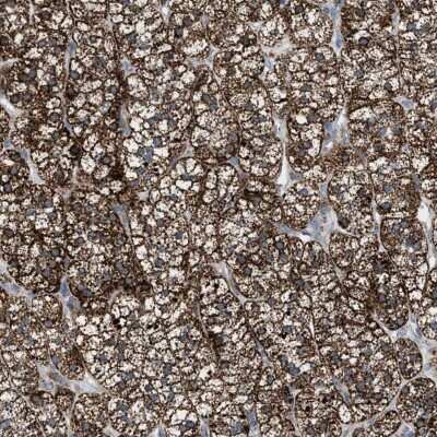 Immunohistochemistry-Paraffin: PMPCA Antibody [NBP1-89126] - Staining of human adrenal gland shows high expression.