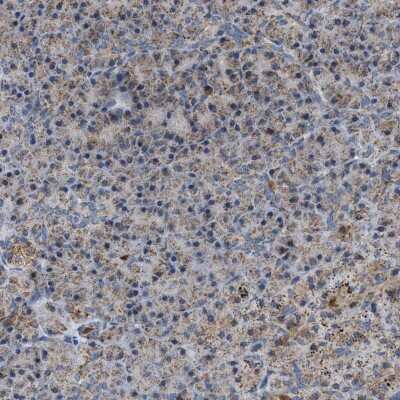 Immunohistochemistry-Paraffin: PMPCA Antibody [NBP1-89126] - Staining of human pancreas shows low expression as expected.