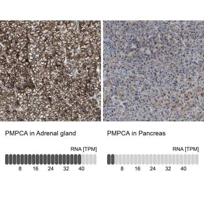 Immunohistochemistry-Paraffin: PMPCA Antibody [NBP1-89126] - Staining in human adrenal gland and pancreas tissues using anti-PMPCA antibody. Corresponding PMPCA RNA-seq data are presented for the same tissues.