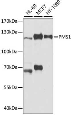 Western Blot: PMS1 Antibody [NBP2-93324] - Analysis of extracts of various cell lines, using PMS1 at 1:1000 dilution. Secondary antibody: HRP Goat Anti-Rabbit IgG (H+L) at 1:10000 dilution. Lysates/proteins: 25ug per lane. Blocking buffer: 3% nonfat dry milk in TBST. Detection: ECL Basic Kit . Exposure time: 5s.