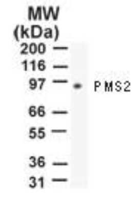 Western Blot: PMS2 Antibody (163C1251) - Azide and BSA Free [NBP2-80914] - Analysis of PMS2 using this antibody at 2 ug/ml against 10 ug of NIH 3T3 cell lysate. Image from the standard format of this antibody.