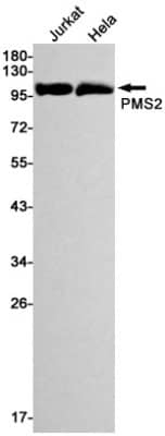 Western Blot: PMS2 Antibody (S06-5G3) [NBP3-19531] - Western blot detection of PMS2 in Jurkat, Hela cell lysates using NBP3-19531 (1:1000 diluted). Predicted band size: 96kDa. Observed band size: 96kDa.