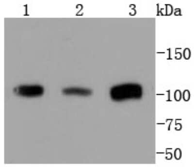 Western Blot: PMS2 Antibody (SY08-09) [NBP2-67069] - Analysis of PMS2 on Hela cells lysates using anti-PMS2 antibody at 1/1,000 dilution.