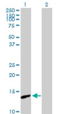 Western Blot: PNCK Antibody [H00139728-B01P] - Analysis of PNCK expression in transfected 293T cell line by PNCK polyclonal antibody.  Lane 1: PNCK transfected lysate(13.31 KDa). Lane 2: Non-transfected lysate.