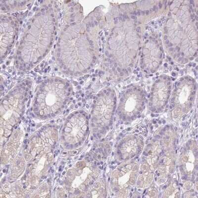 Immunohistochemistry-Paraffin: PNLDC1 Antibody [NBP2-13781] - Staining of human stomach shows low positivity in glandular cells as expected.