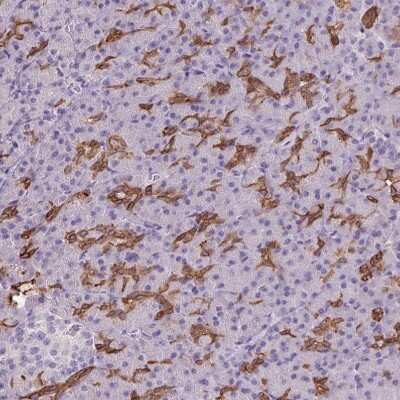 Immunohistochemistry-Paraffin: PNLDC1 Antibody [NBP2-13781] - Staining of human pancreas shows moderate membranous positivity in intercalated ducts.