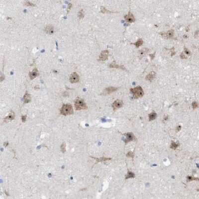 Immunohistochemistry-Paraffin: PNMA1 Antibody [NBP1-82808] - Staining of human cerebral cortex shows high expression.