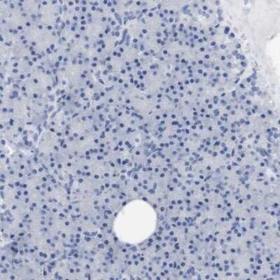 Immunohistochemistry-Paraffin: PNMA1 Antibody [NBP1-82808] - Staining of human pancreas shows low expression as expected.