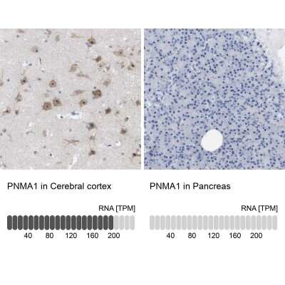 <b>Orthogonal Strategies Validation. </b>Immunohistochemistry-Paraffin: PNMA1 Antibody [NBP1-82808] - Staining in human cerebral cortex and pancreas tissues using anti-PNMA1 antibody. Corresponding PNMA1 RNA-seq data are presented for the same tissues.